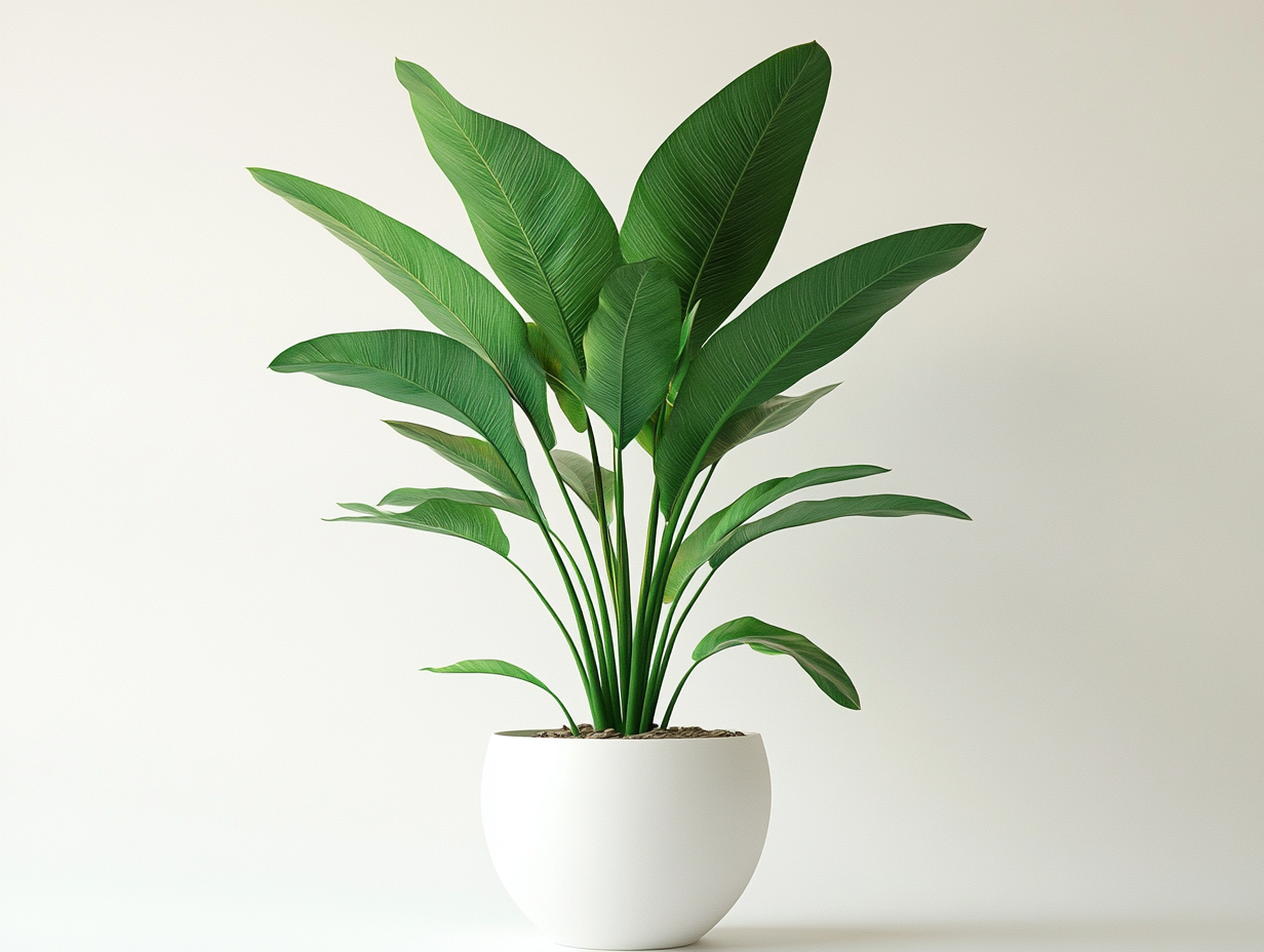 Bring life and tranquility into your space with our Plans collection. From lush greenery to elegant potted plants, each piece is carefully selected to enhance your home or office with natural beauty.